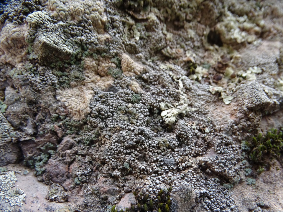 Aspicilia confusa image