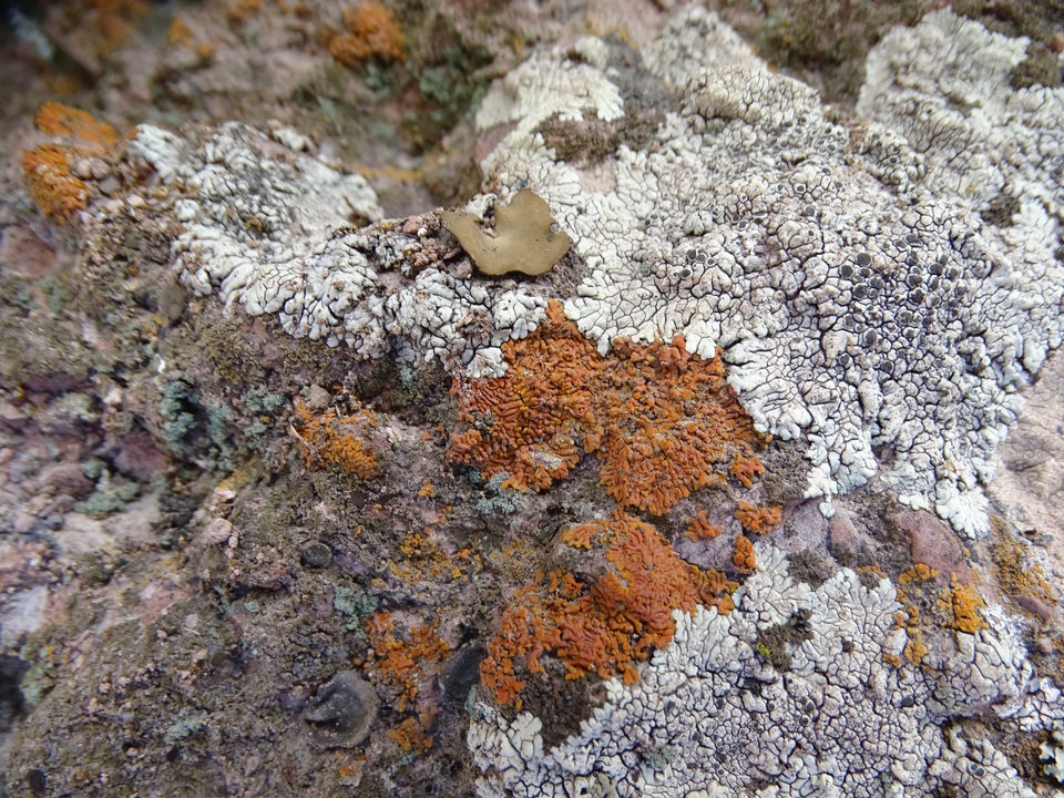 Caloplaca ignea image