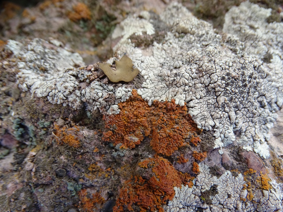 Caloplaca ignea image