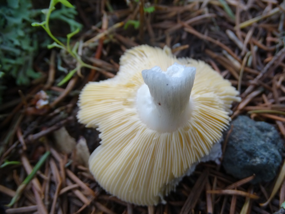 Russula turci image