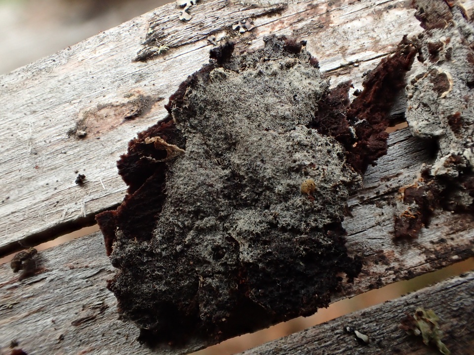 Botryobasidium subcoronatum image