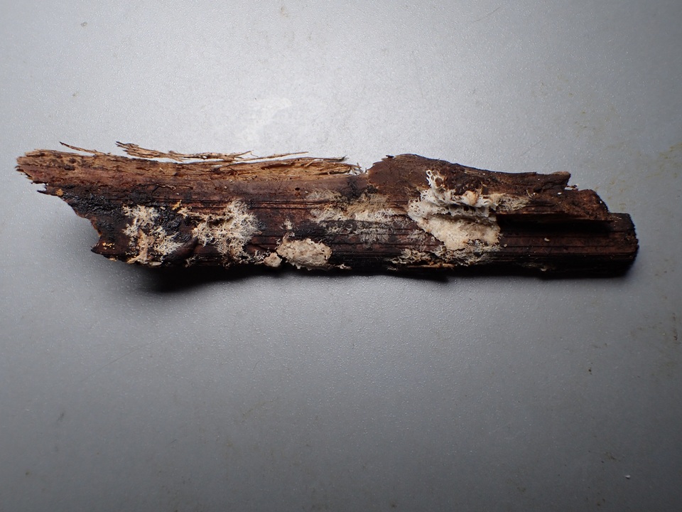 Phlebiella christiansenii image