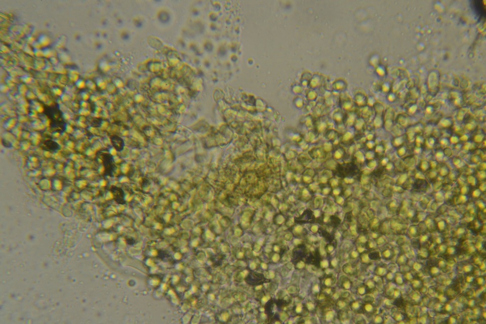 Ceriporia reticulata image