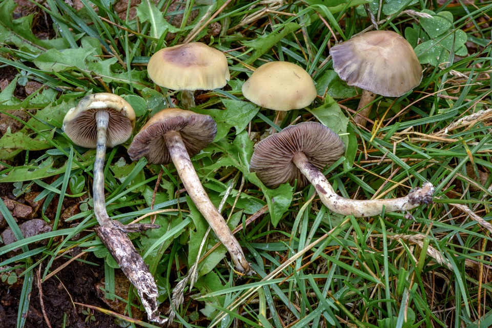 Psilocybe mescaleroensis image