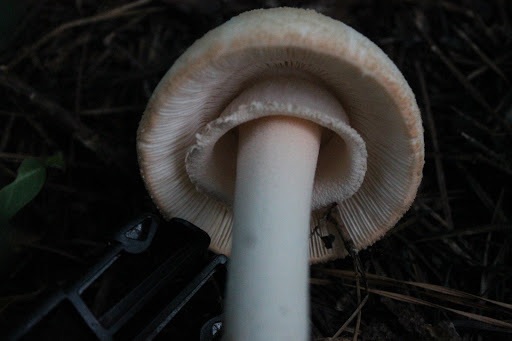 Amanita roseitincta image
