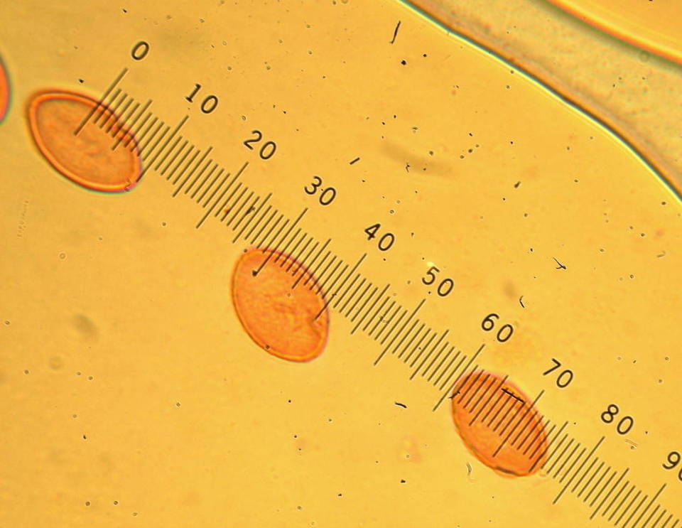 Geopyxis deceptiva image
