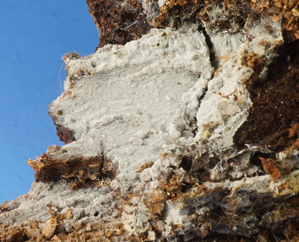 Sistotrema efibulatum image