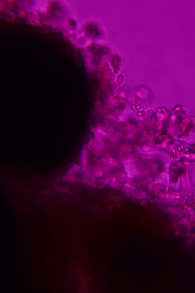 Sistotrema efibulatum image
