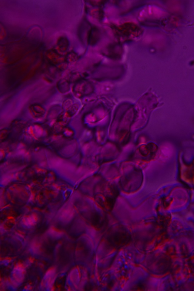 Sistotrema efibulatum image