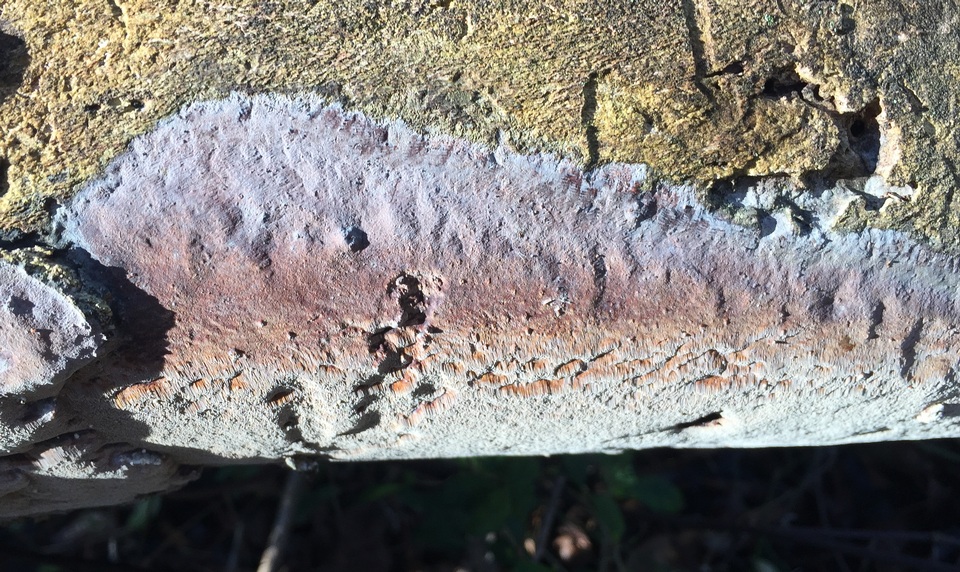 Fomitiporella umbrinella image