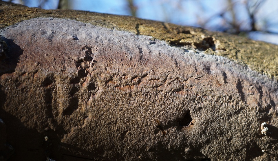 Fomitiporella umbrinella image