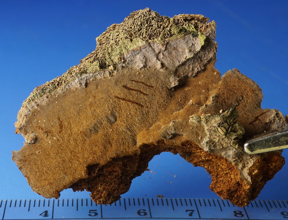 Fomitiporella umbrinella image