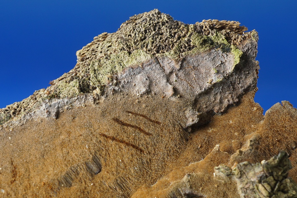 Fomitiporella umbrinella image