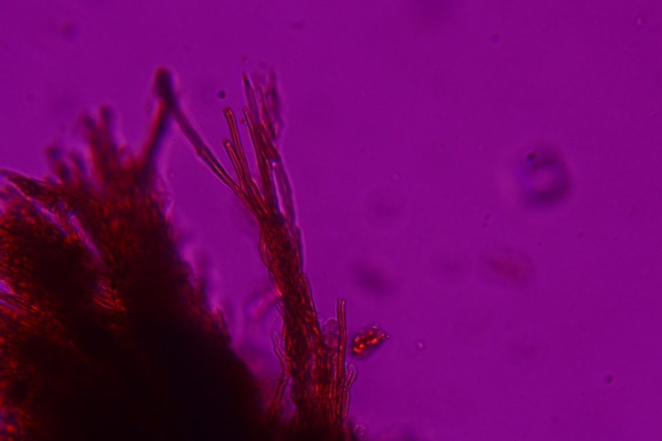 Fomitiporella umbrinella image