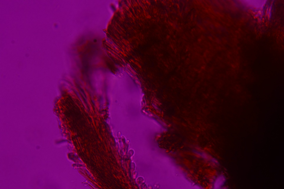 Fomitiporella umbrinella image