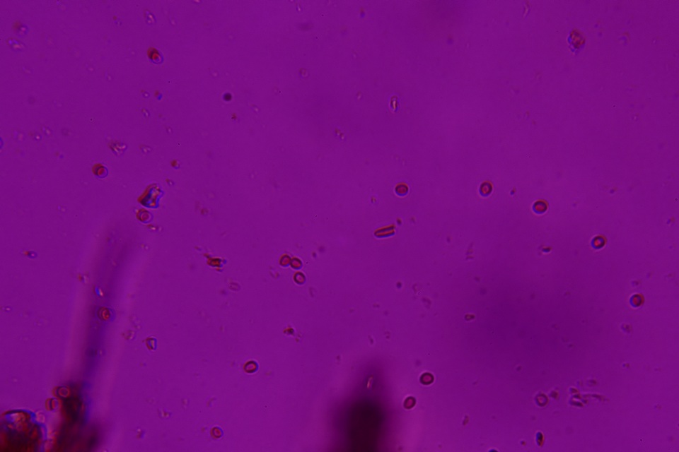 Fomitiporella umbrinella image