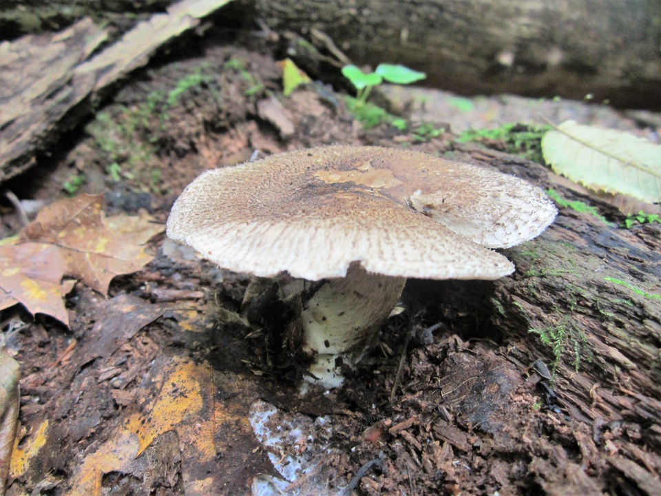 Tricholoma michiganense image