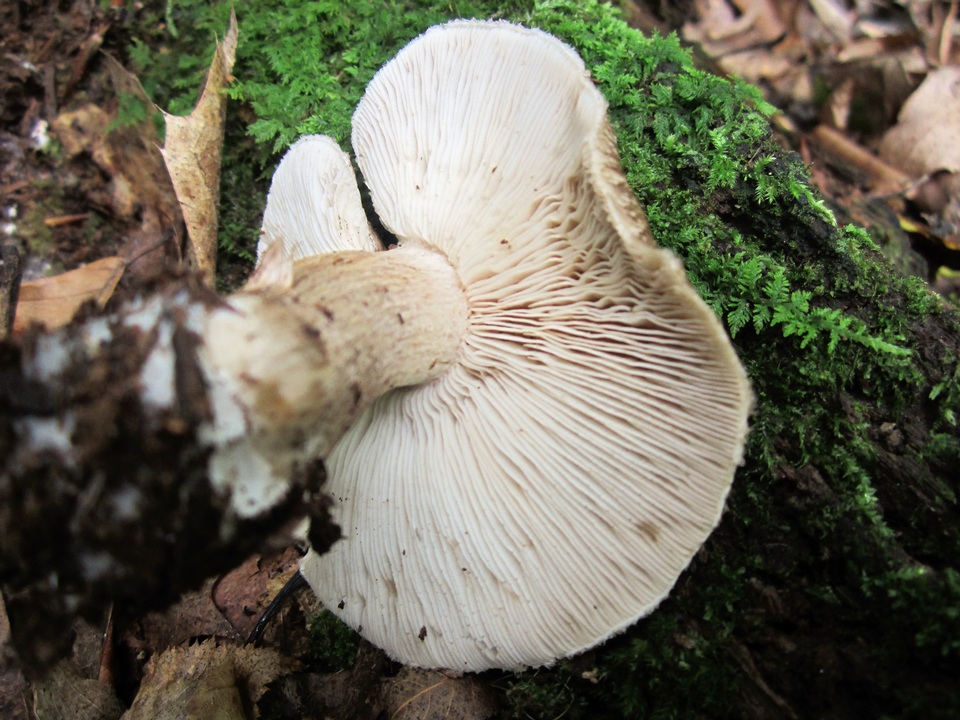 Tricholoma michiganense image