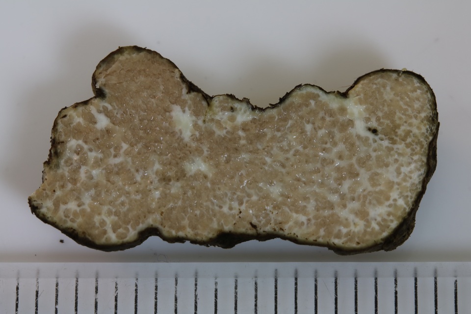 Rhizopogon alexsmithii image
