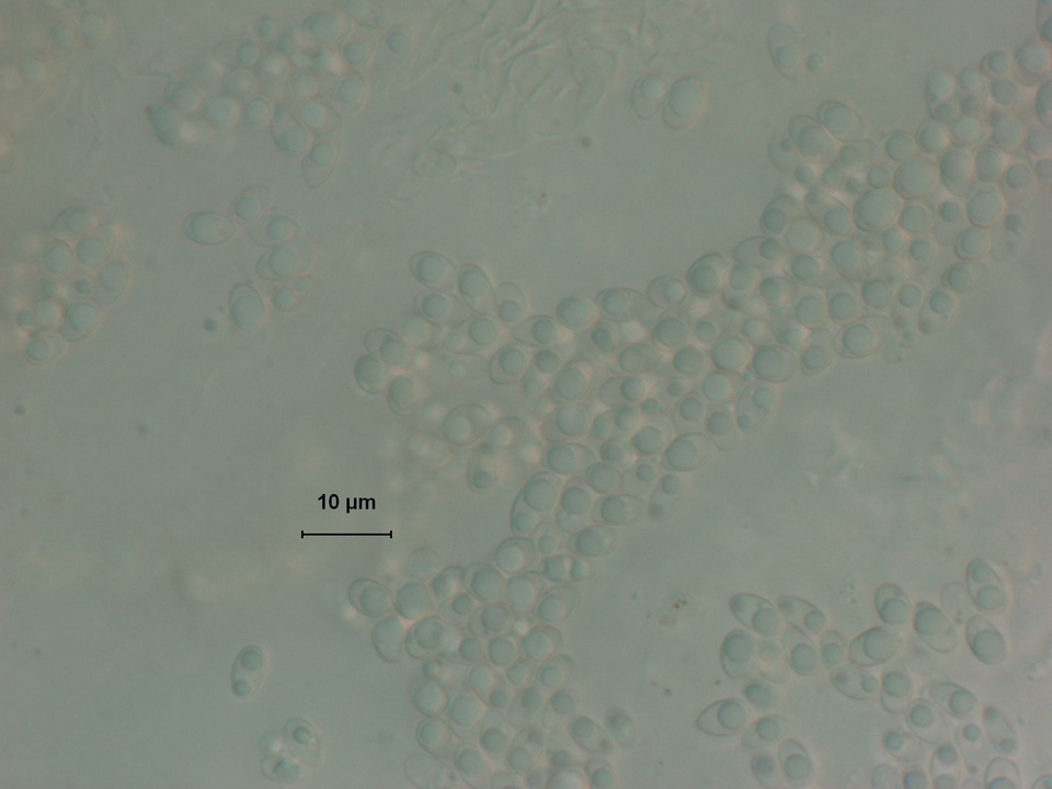 Rhizopogon alexsmithii image
