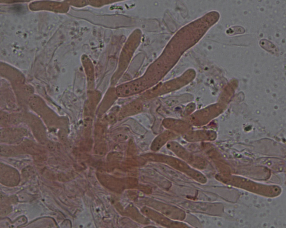 Phanerochaete sordida image