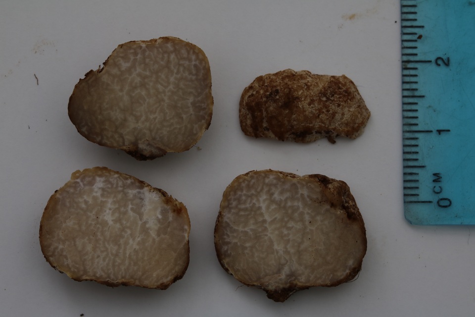 Cazia flexiascus image