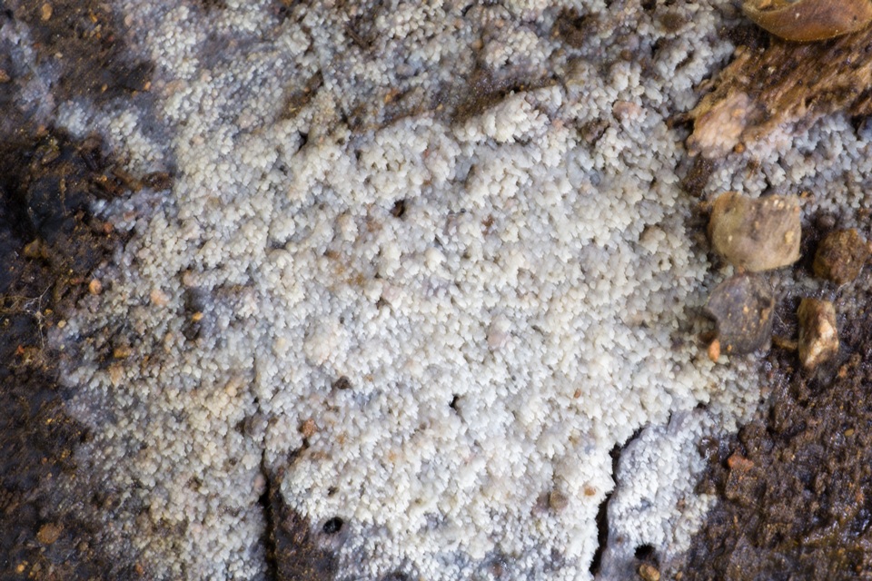 Stypella subgelatinosa image