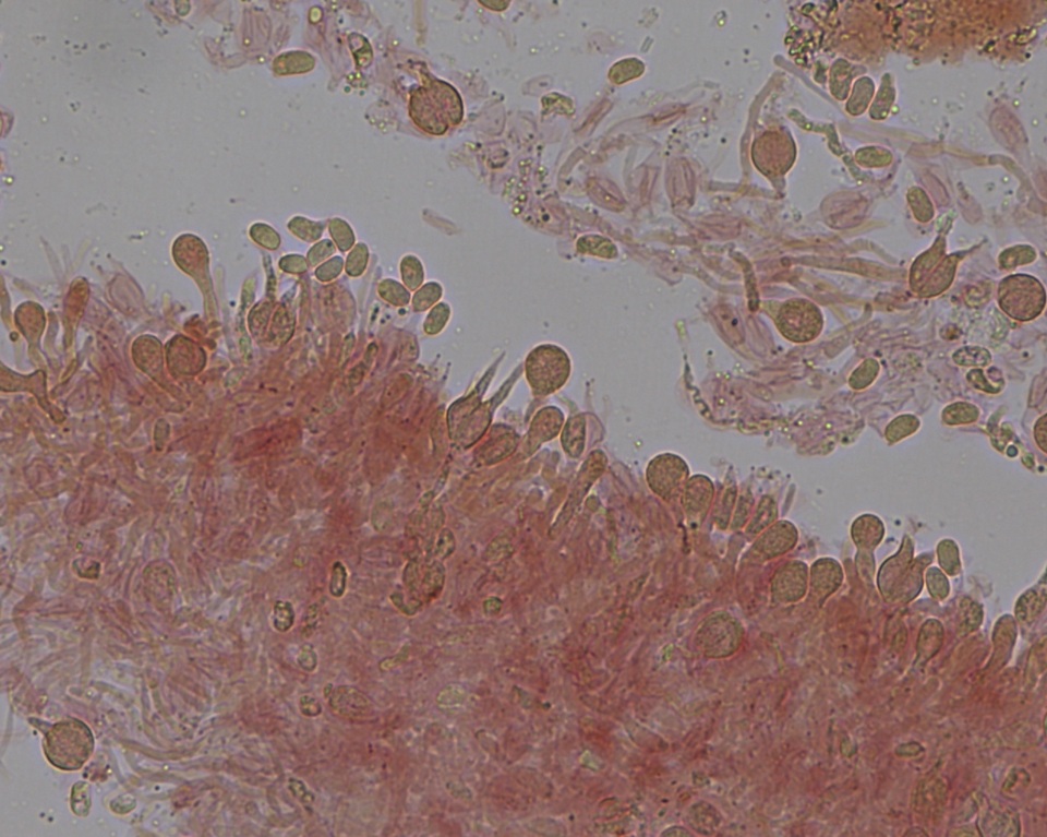 Stypella subgelatinosa image