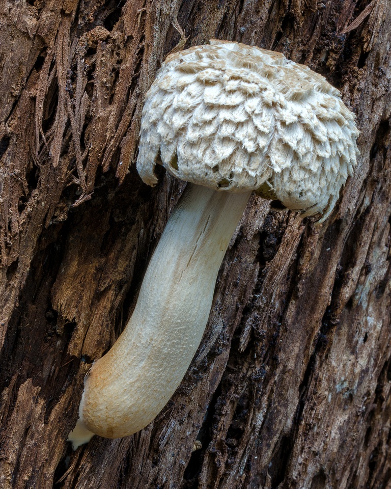 Boletellus dissiliens image