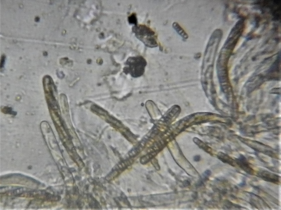 Phaeosphaeriopsis obtusispora image