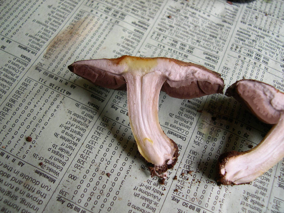 Agaricus stevensii image