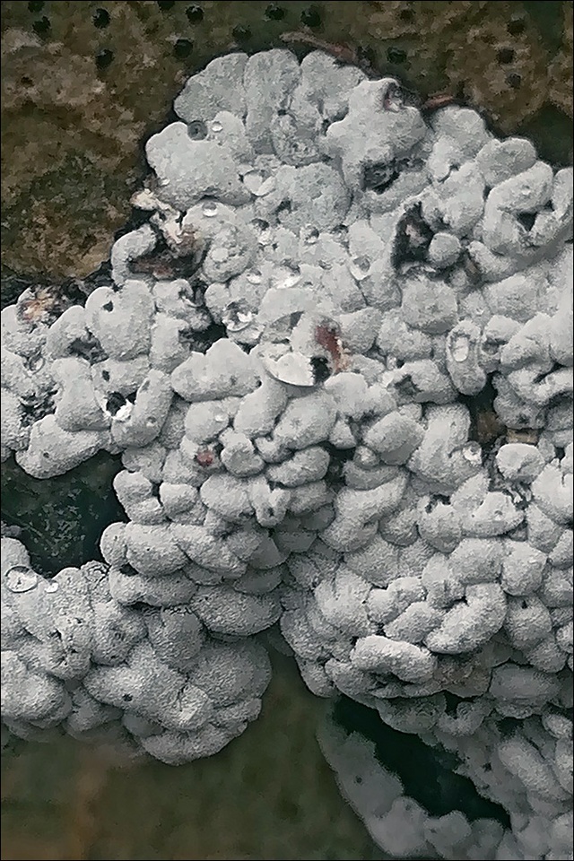 Toninia candida image