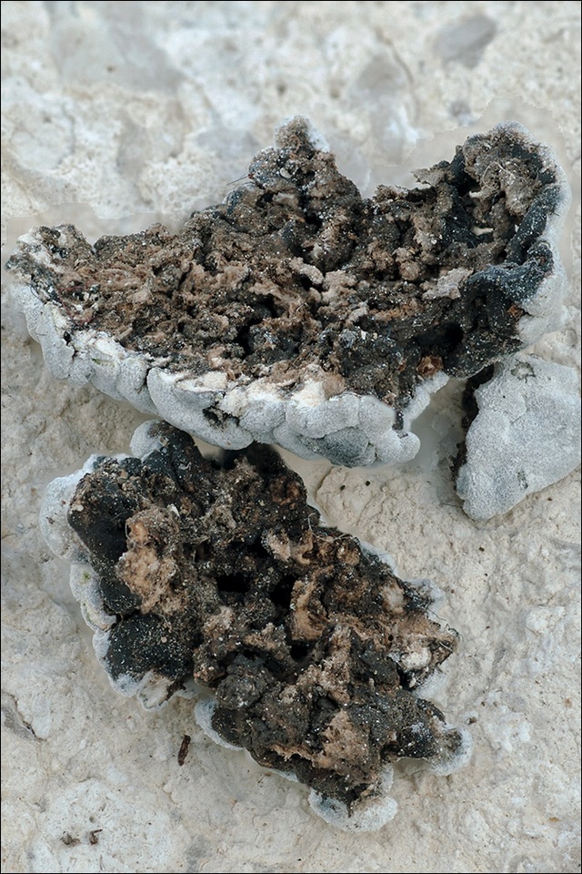 Toninia candida image