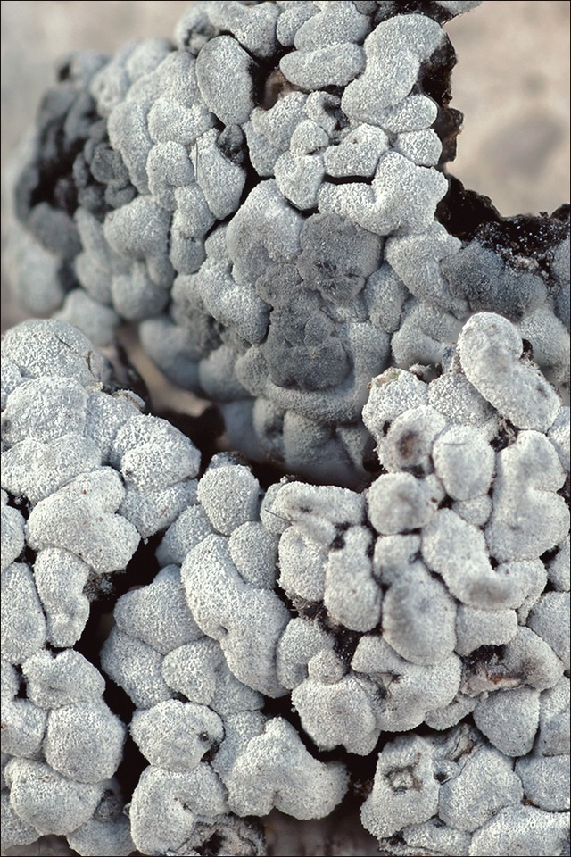Toninia candida image