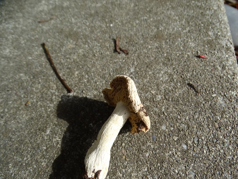 Russula ellenae image