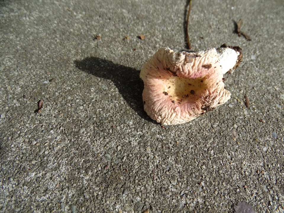 Russula ellenae image