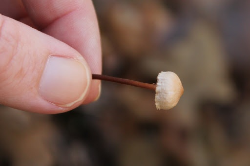 Marasmius floridanus image