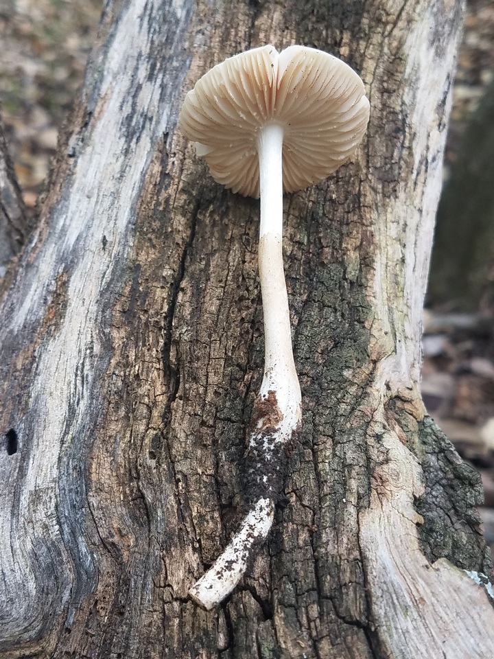 Oudemansiella rubrobrunnescens image