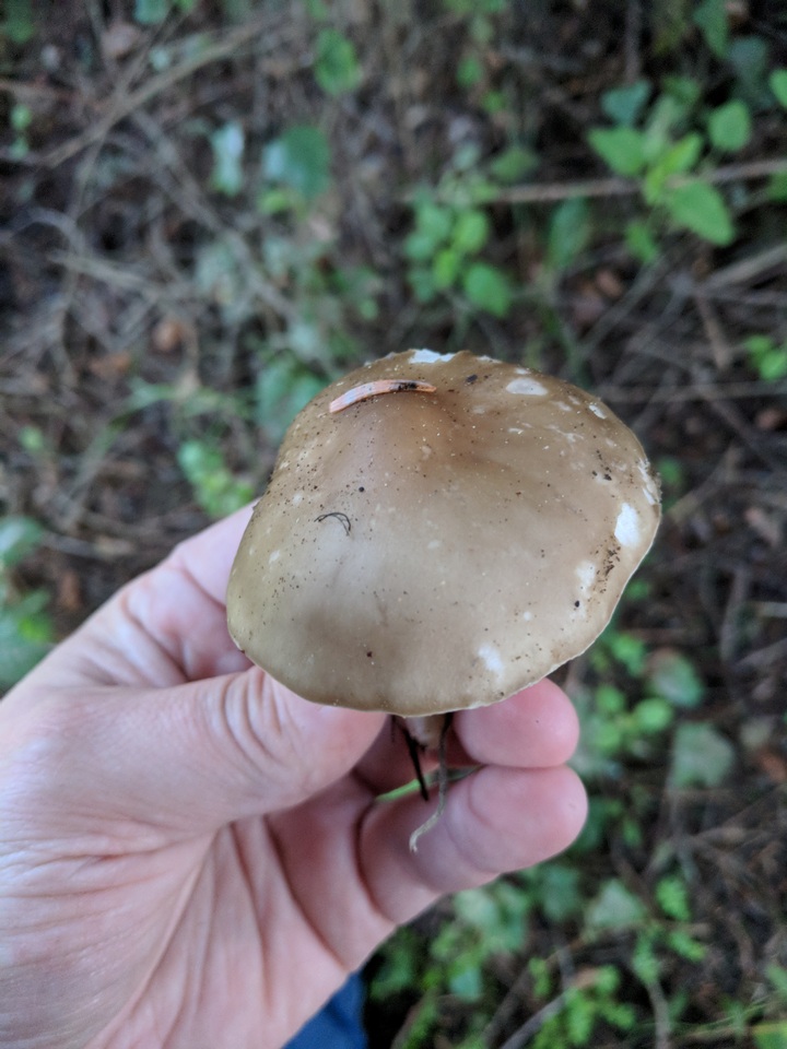 Melanoleuca evenosa image