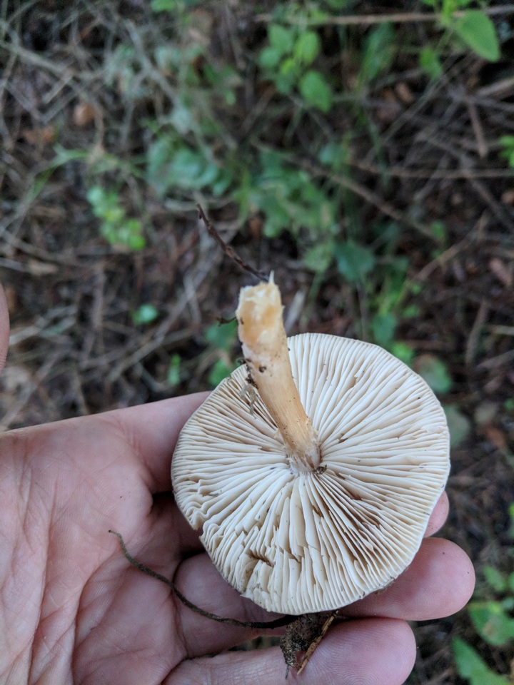 Melanoleuca evenosa image