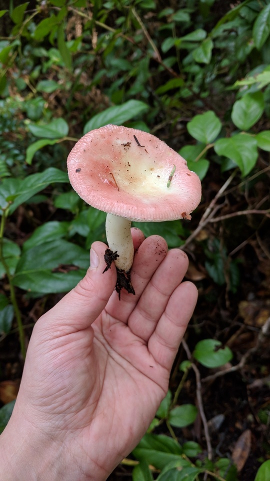 Russula bicolor image