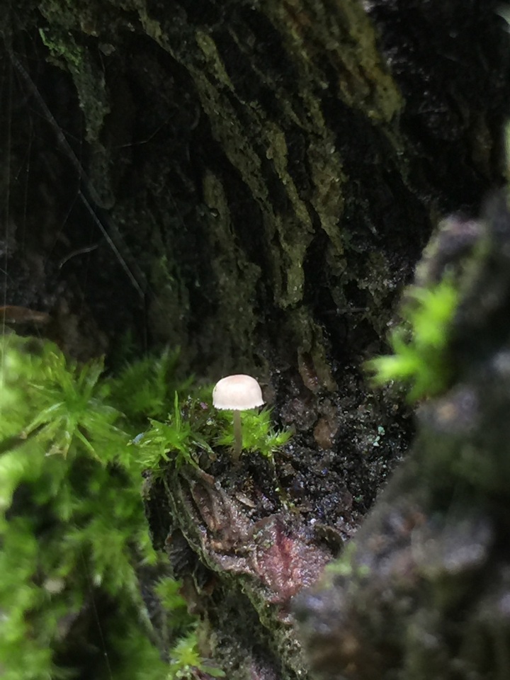 Phloeomana alba image