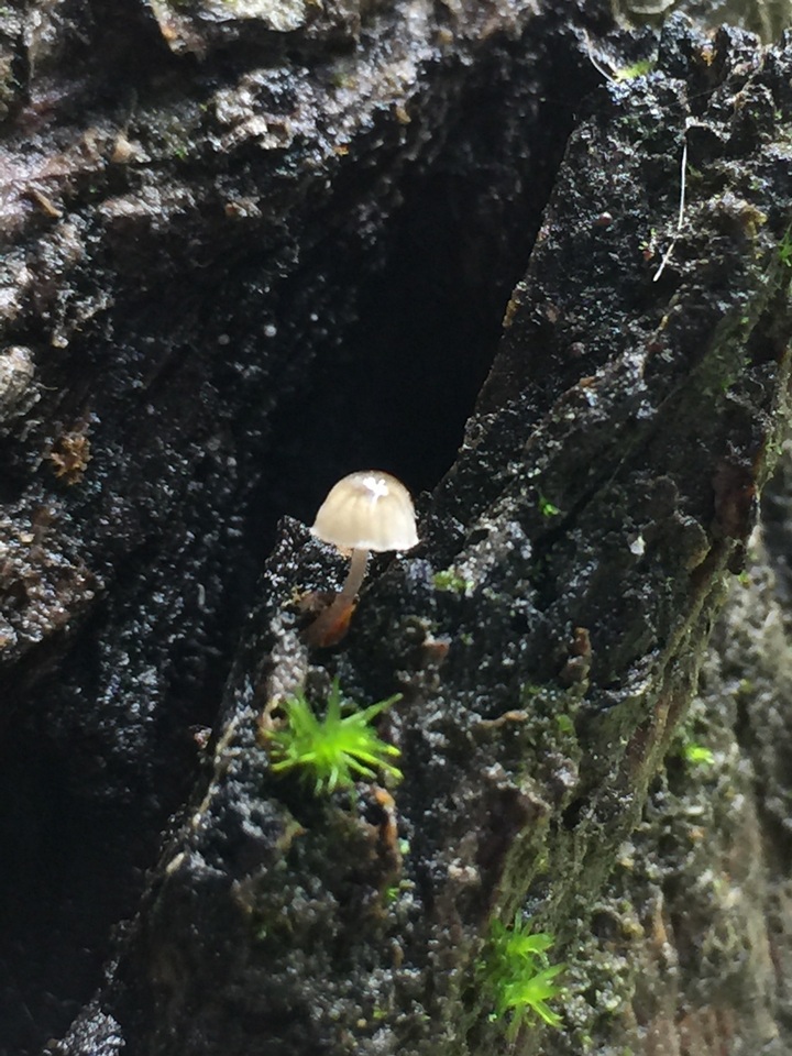 Phloeomana alba image