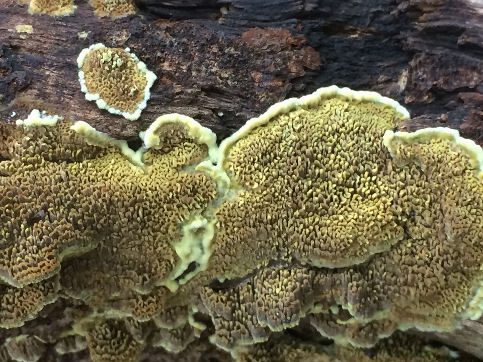 Gyrodontium image