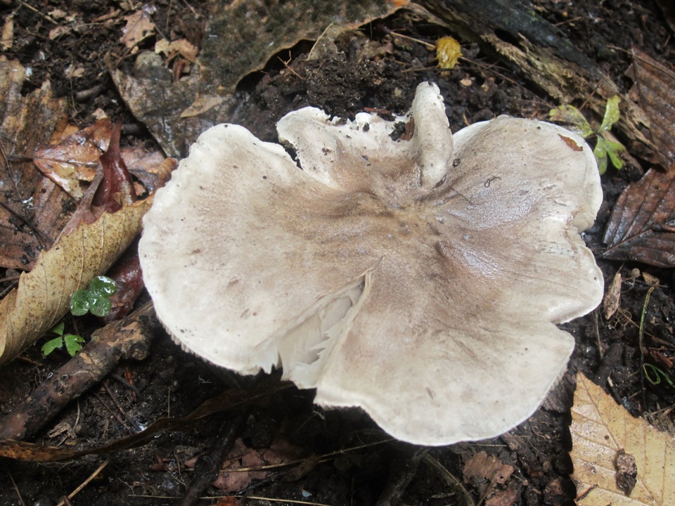 Tricholoma acris image