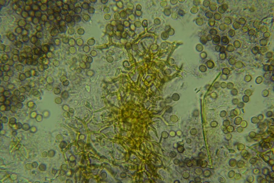Dichostereum effuscatum image
