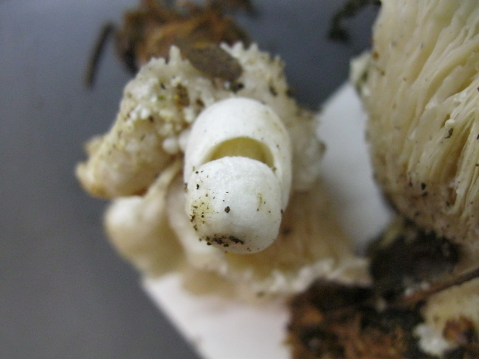 Volvariella surrecta image