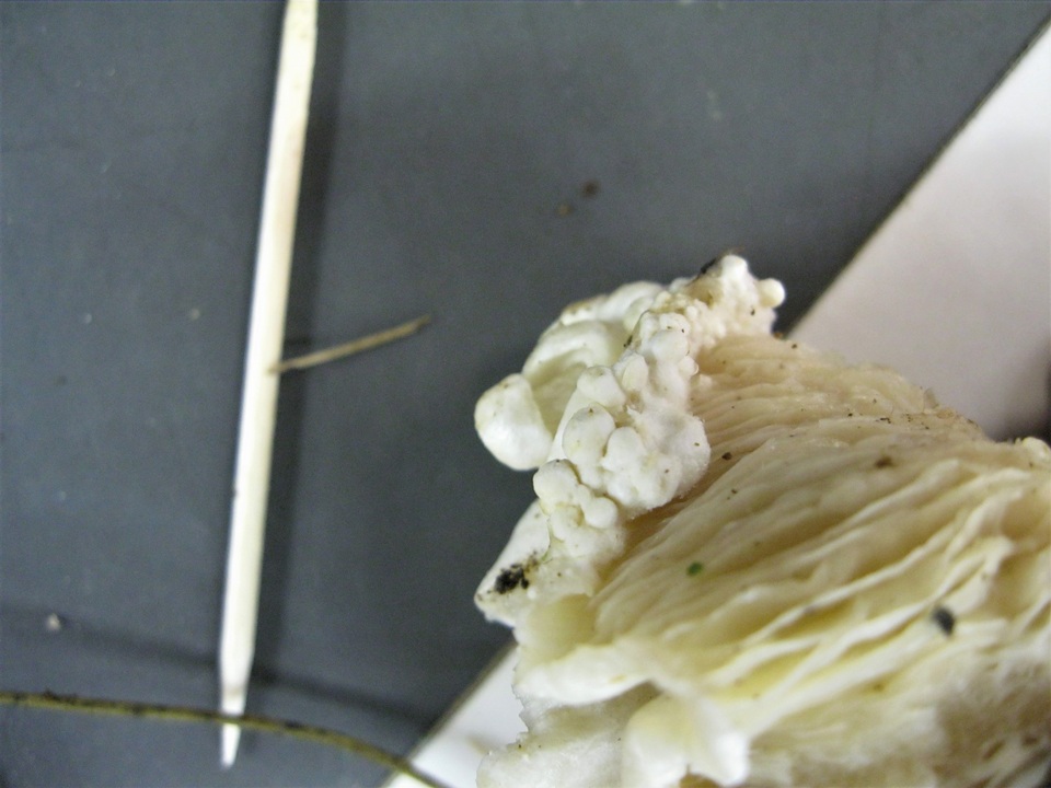 Volvariella surrecta image