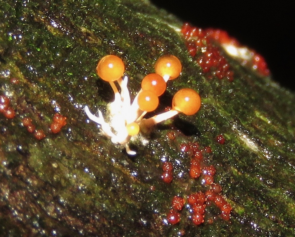Calostilbe image