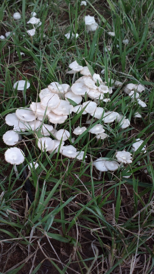Termitomyces image